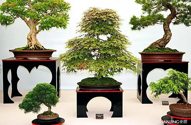 盆景树图片_图片大全