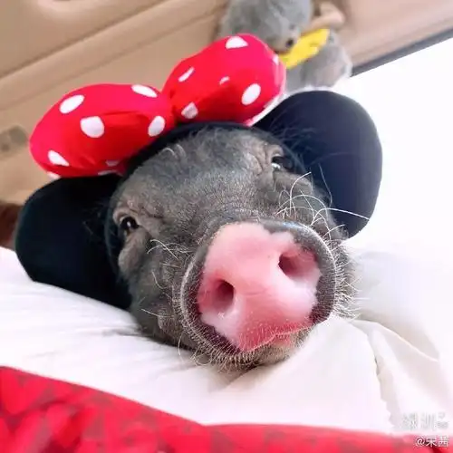 宋茜的猪都穿4000块的羽绒服倪妮却裹着被子出门