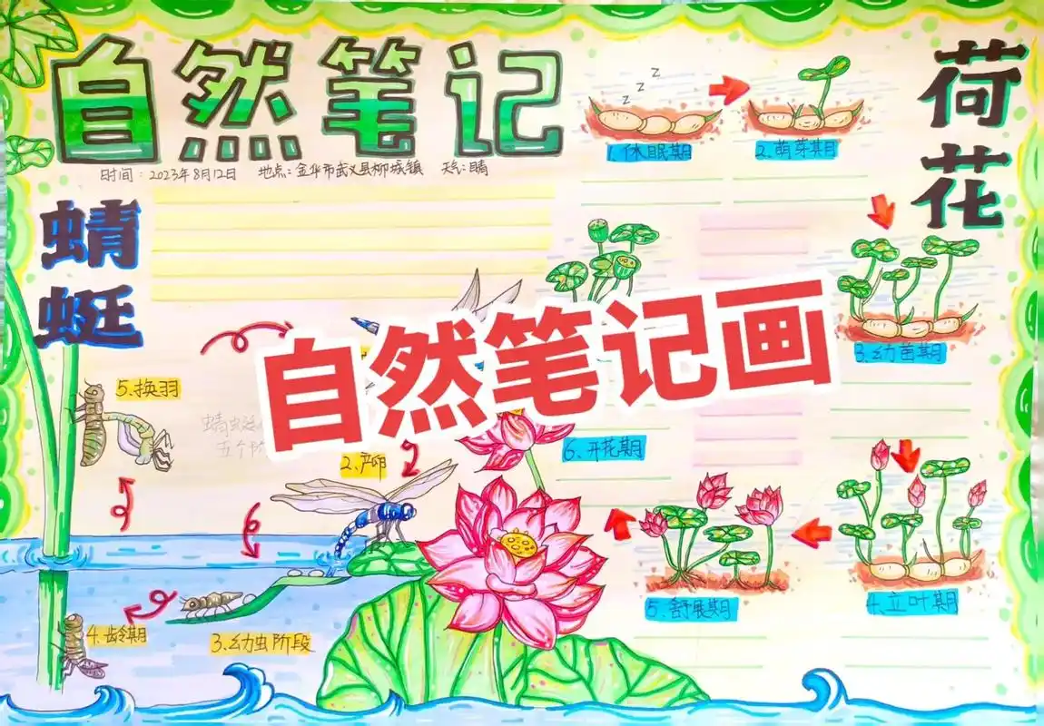 自然笔记手抄报,荷花手抄报,蜻蜓手抄报.1.此时的莲藕生长在 - 抖音