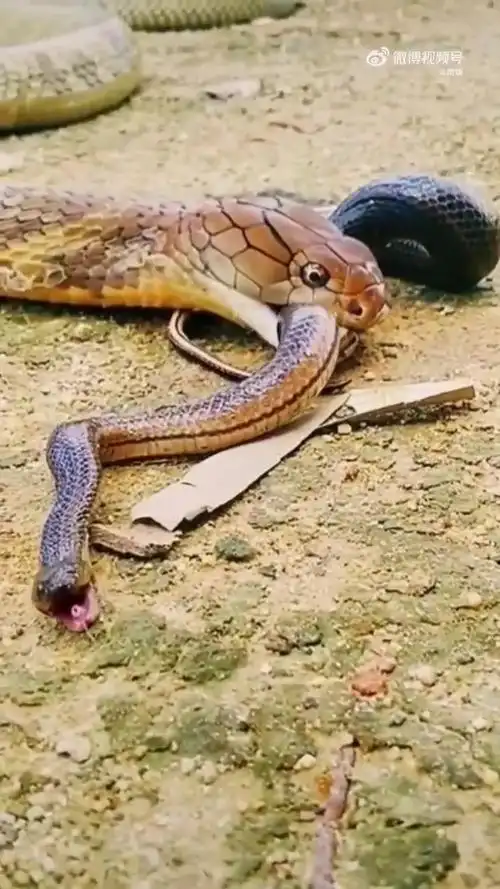 大蛇吃小蛇hoffwbgyasoo