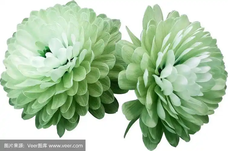 花孤立白绿色菊花.白色背景的特写镜头.没有阴影.为设计.大自然.