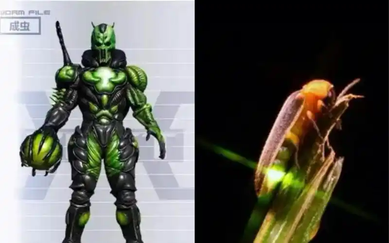 假面骑士甲斗怪人异虫与原型昆虫对比(上期)