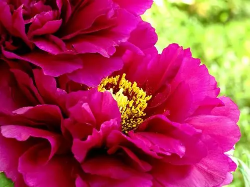 东京牡丹亦倾国