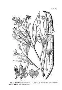 一分钟画完板蓝根的简笔画