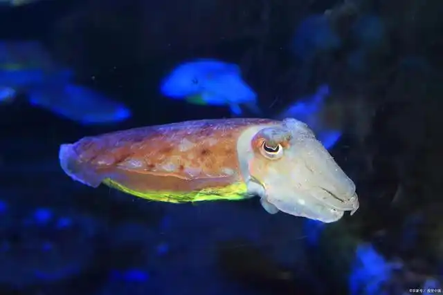 神奇的海洋生物-灯眼鱼是怎么发光的?