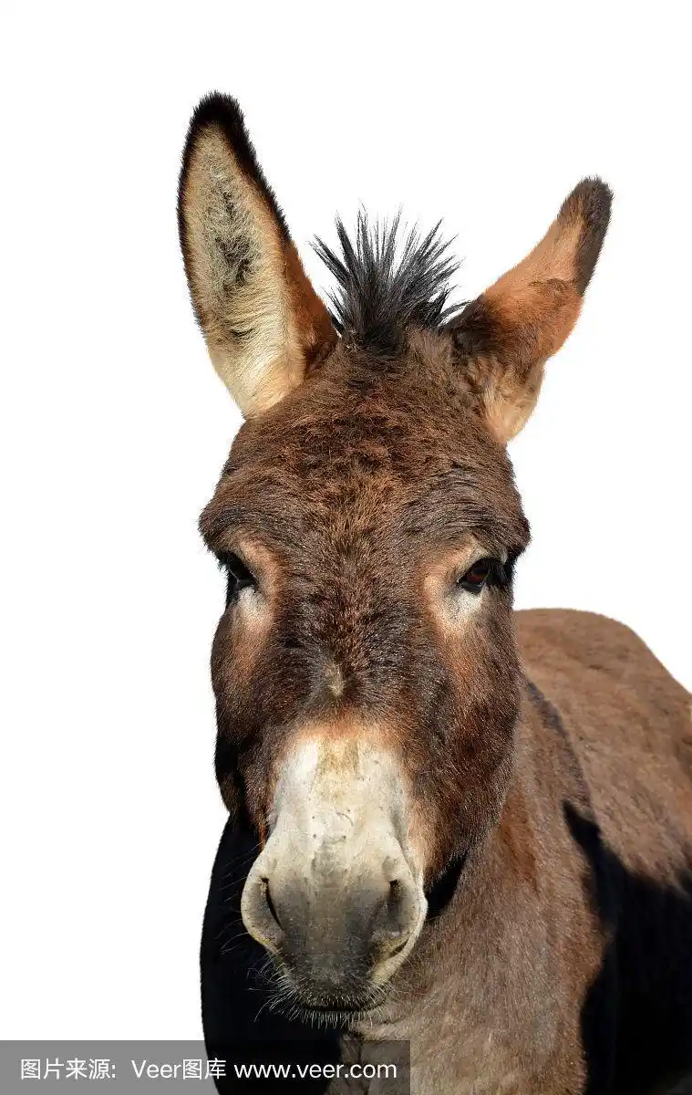 驴的肖像.