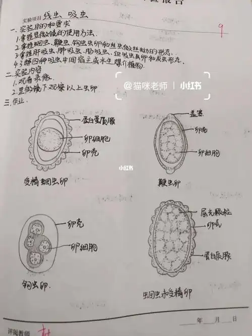 线虫:受精蛔虫卵 鞭虫卵 钩虫卵 蛔虫未受精卵 班氏丝虫微丝蚴 马来