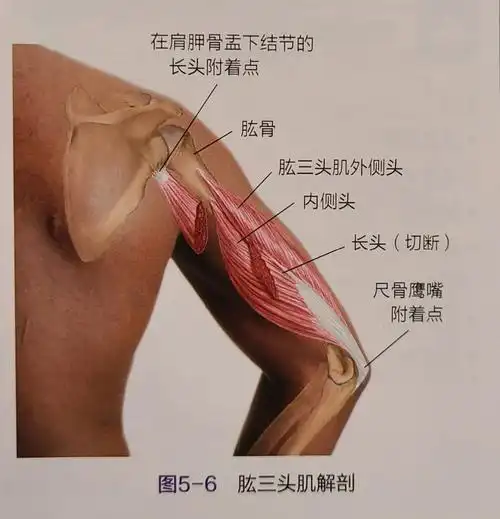 肱三头肌的松解