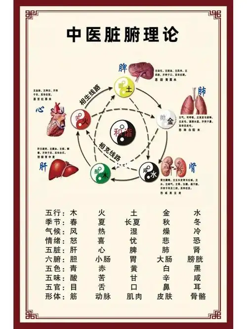 五脏五行相生相克