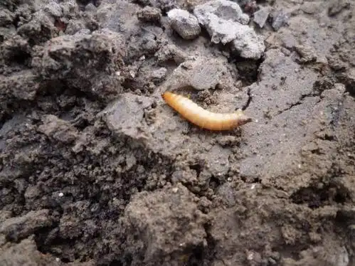 请问这是什么虫子 在土里发现的 有足 但感觉不太像蛴螬