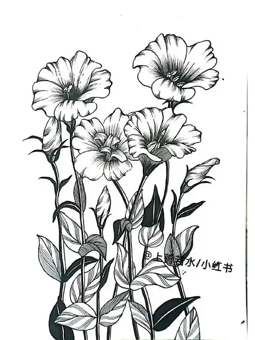 洋桔梗黑白线描