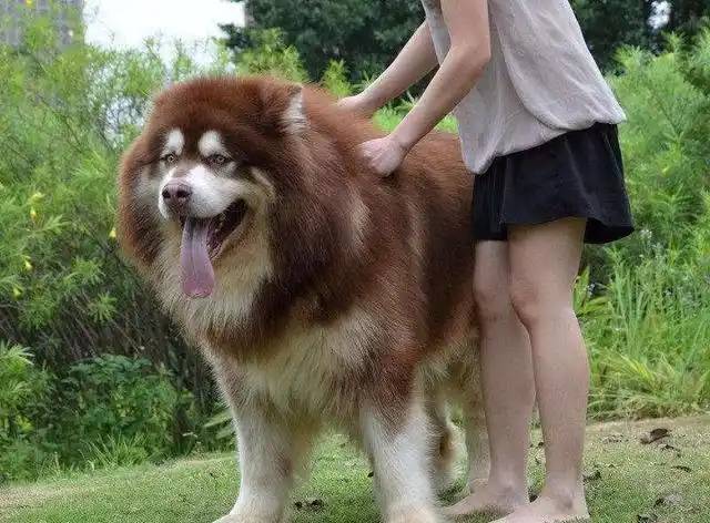 阿拉斯加犬被宠物店拉进黑名单,凭什么?