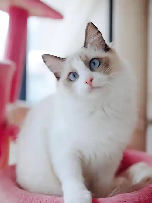 "5种猫"不能养,已被列入"禁养"名单_猫咪_体型_主人