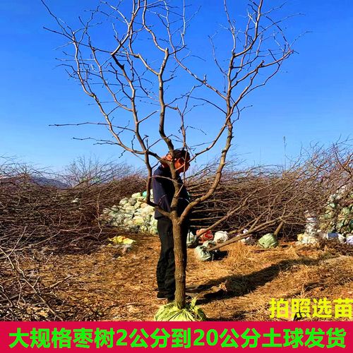 特大枣树苗沾化冬枣龙须大枣树盆栽地栽南方北方庭院种植当年结果
