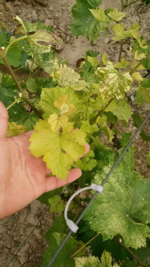 葡萄黄叶