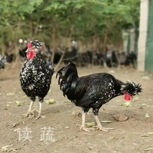 【预定】贵妃鸡与鸡蛋(公鸡/母鸡/鸡蛋) - 禽类