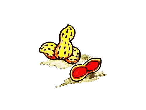 好吃的花生简笔画