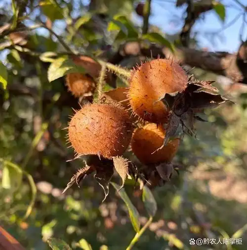 金刺梨成熟晚期,去山上摘金刺梨果来榨汁,这个原味汁味道太浓郁