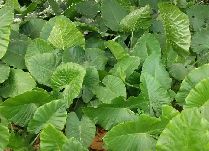 野芋荷又名野芋,老芋,野芋艿,野芋头,红芋荷,野山芋,土芝,麻芋子,石芋
