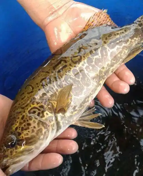 盘锦哪里买斑鳜鱼多少钱一斤