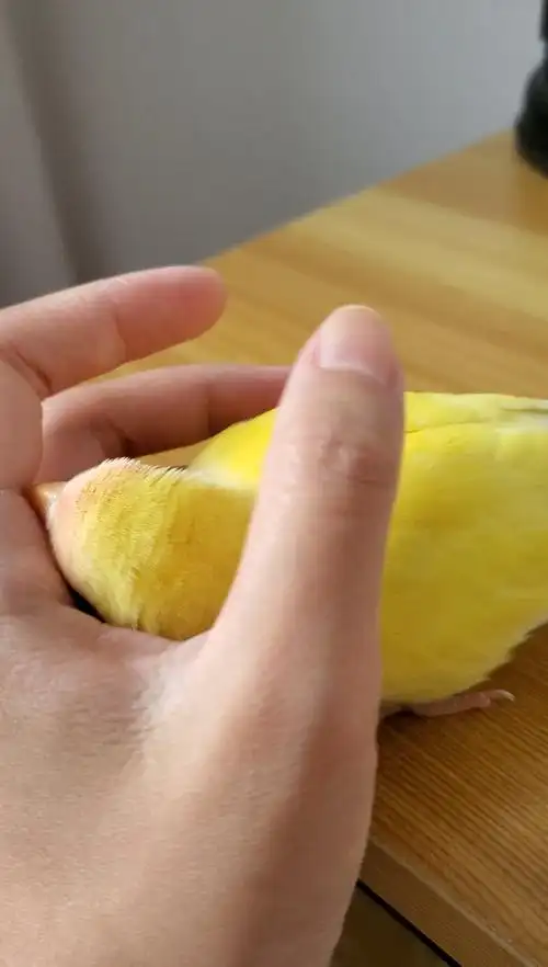 【牡丹鹦鹉】沉浸式摸小鸡