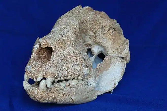 野生大熊猫有没有可能自行迁徙到邻国去