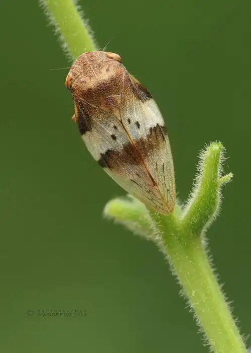 photograph沫蝉bywangfengon500px