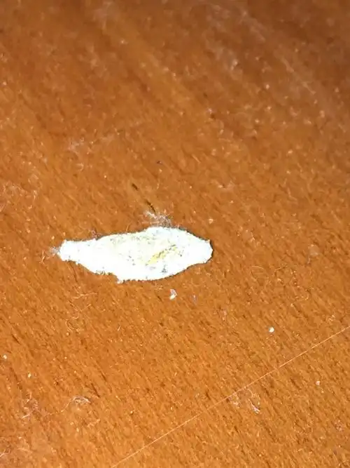 我家老是出现这样的虫子,是什么虫子呢?有办法解决吗