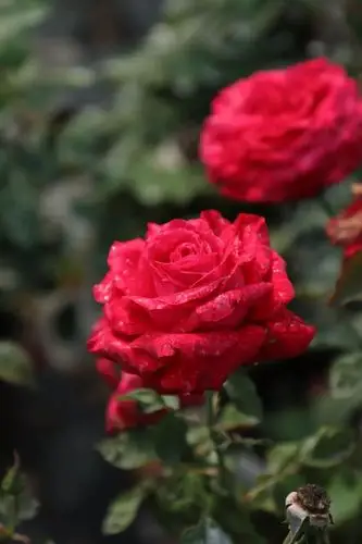 天狼说月季大花月季能开多大就看冬天这一剪刀了