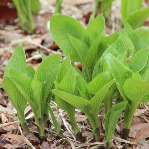 玉簪花苗耐寒耐旱花卉植物 室外内盆栽青叶紫花玉簪宿根绿植观叶