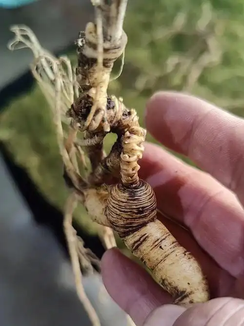 老山参长芦芦碗紧密老纹珍珠点明显