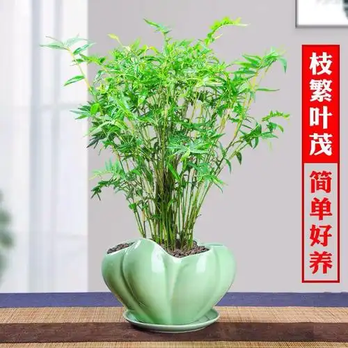 米竹盆景植物室内微观盆景凤尾竹竹观赏竹子庭院小型米竹盆栽