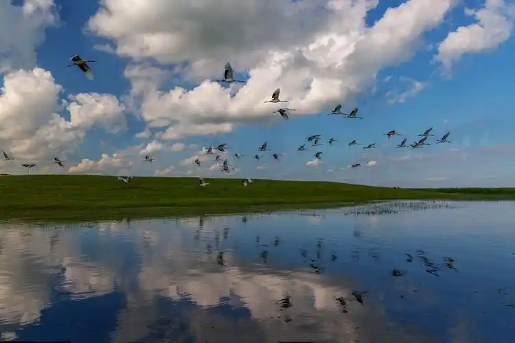 扎龙自然保护区世界最大的芦苇湿地,也是丹顶鹤的故乡. - 美篇