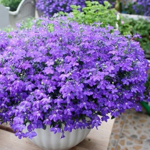 进口半边莲种子 多色 六倍利四季春播室内阳台盆栽易种花卉种子