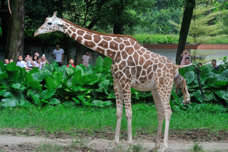 广州市林业和园林局网站