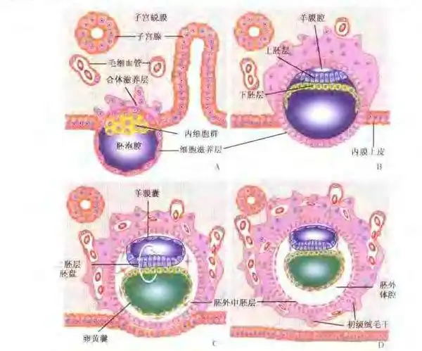 高中生物: 什么发育成外胚层?内胚层呢?