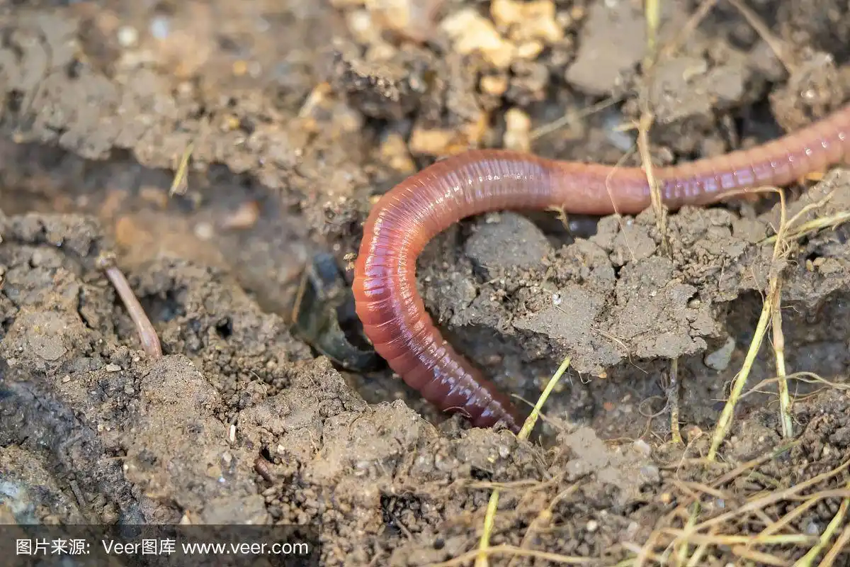 在花园里,一条蚯蚓在地上和地下爬行