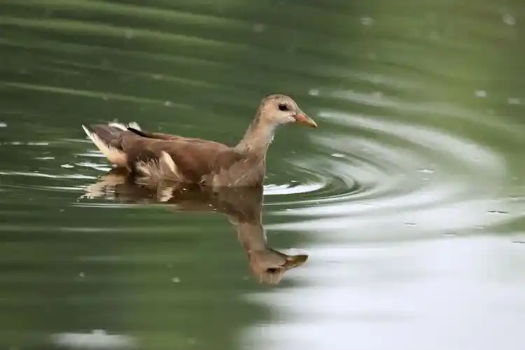 河北滦南:红冠水鸡