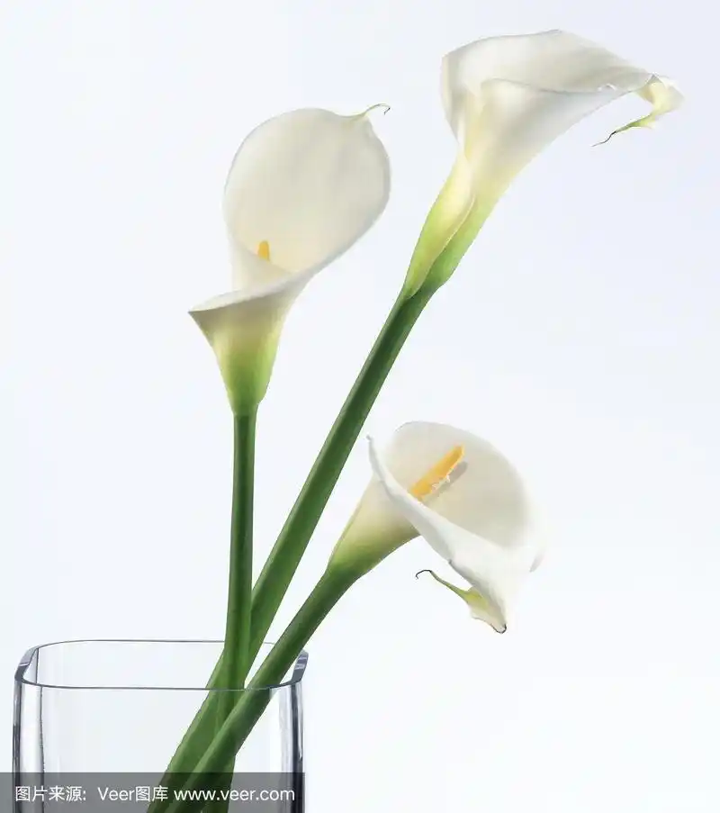 花瓶里放着三只马蹄莲