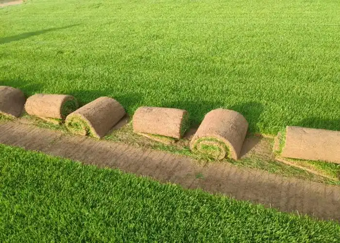 供应高羊茅草坪卷