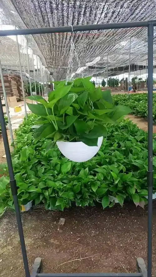 吊盆绿萝绿萝吊兰 绿萝吊篮 室内盆栽 绿萝