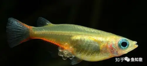 小型观赏鱼:七彩稻田鳉鱼 - 知乎