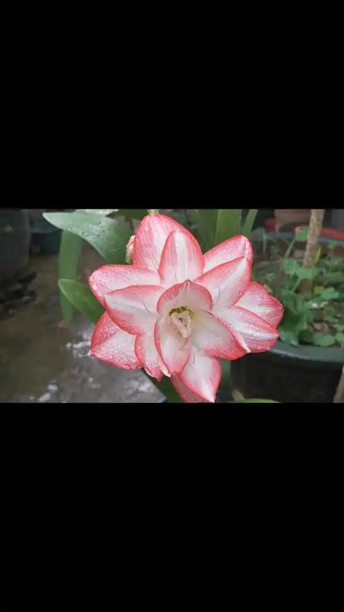 朱顶红  --异域孔雀