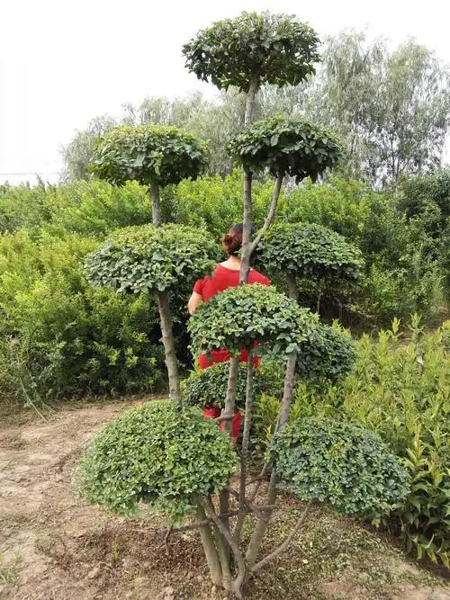 河南鄢陵小叶女贞造型树价格