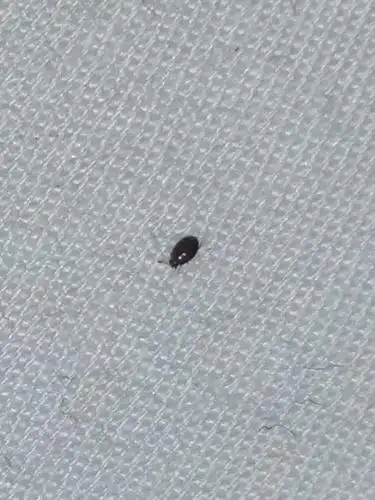 床上出现好多这种黑褐色的硬壳小虫子,特别小还没有蚂蚁大,请问是什么