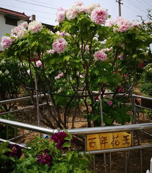 百花园的东南角都是过百年的牡丹,历史上这个地方应该是