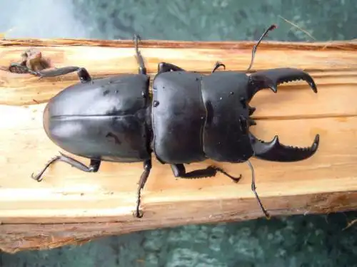 这是什么虫子背上一个黑盖!