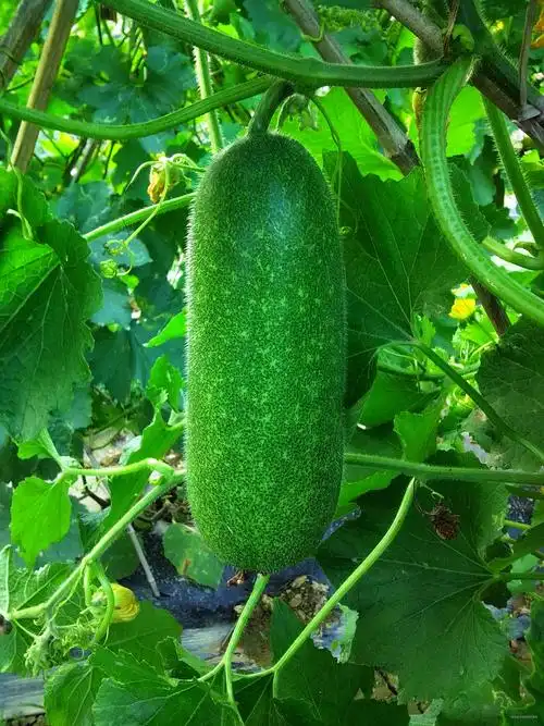 寿光蔬菜网 -欢迎加入寿光蔬菜网!