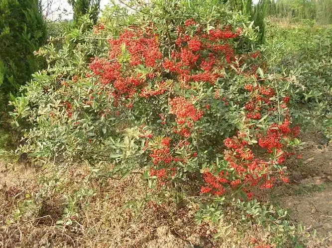 江苏火棘球价格|江苏供应火棘球