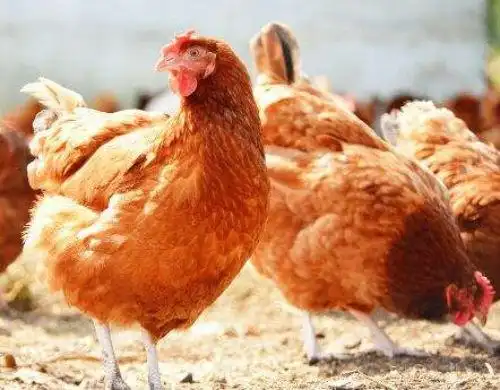 今日817肉毛鸡价格市场行情:山东聊城2.80-3.20棚前收购价3.90-4.